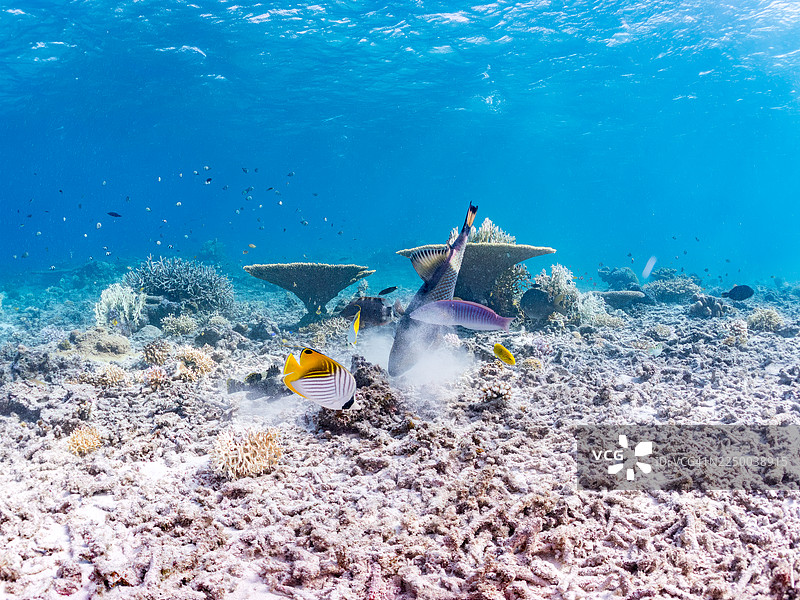 泰坦炮弹鱼 Balistoides viridescens,金翅蝶鱼 Chaetodon Auriga,斑马神仙鱼 Pomacanthus semicirculatus 等。 冲绳县 渡名喜岛,一群热带鱼。 美丽的珊瑚礁和游泳的人们。 座间味岛图片素材