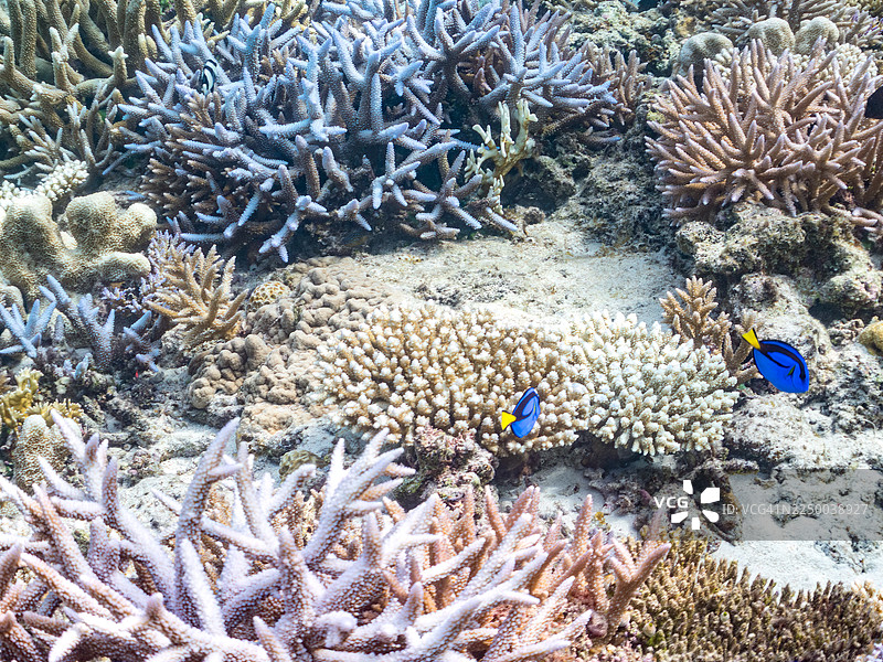 医生鱼(蓝唐王鱼/油图丽鱼/蓝吊),幼鱼。长嘴镊子鱼,橙斑镊子鱼。冲绳县的嘉手纳岛,一群热带鱼。美丽的珊瑚礁和游泳的人们。座间味岛。图片素材
