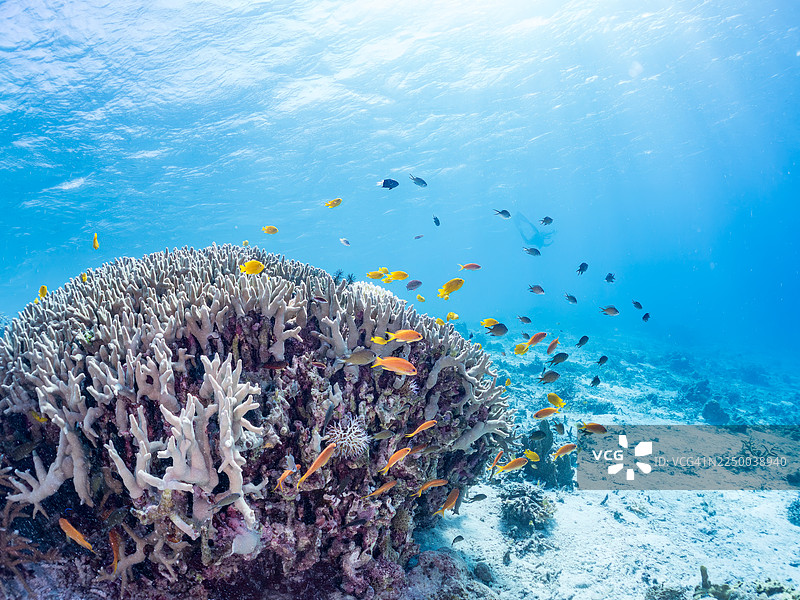 海金鳞鱼,方格海金鳞鱼,安汶海葵鱼,安汶海葵鱼。以及其他。冲绳县国头郡今归仁村,一群热带鱼。美丽的珊瑚礁和游泳的人们。座间味岛,庆良间群岛,岛尻郡,日本-2025图片素材
