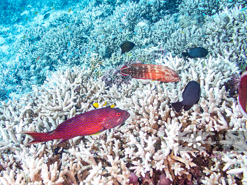 黄缘狮子鱼（Variola louti）、番茄鱼（Cephalopholis sonnerati）等。日本冲绳县今归仁岛，一群热带鱼。美丽的珊瑚礁和游泳的人们。日本冲绳县庆良间群岛座间味岛图片素材