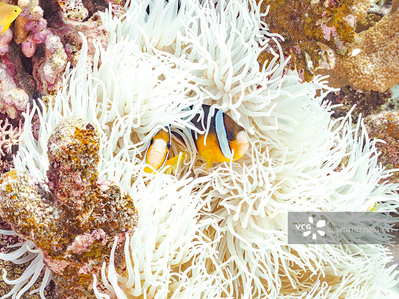 黄尾鲹、克氏海葵鱼、克氏海葵鱼。革海葵、塞巴海葵。以及其他。冲绳县宫古岛。一群热带鱼。美丽的珊瑚礁和游泳的人。座间味岛、庆良间群岛、岛尻郡、日本图片素材