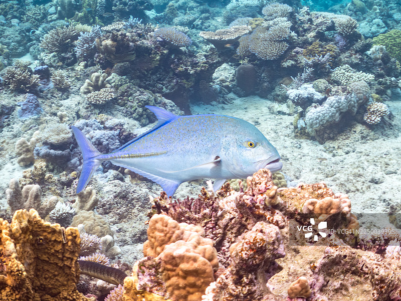 巨大的牛港鲹(Caranx melampygus)。半水摄影。以及其他。冲绳县八重山群岛。一群热带鱼。美丽的珊瑚礁和游泳的人们。座间味岛,庆良间群岛,岛尻郡,日本-2025图片素材