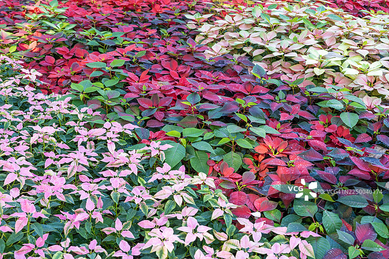 圣诞红，红粉色盛开。图片素材