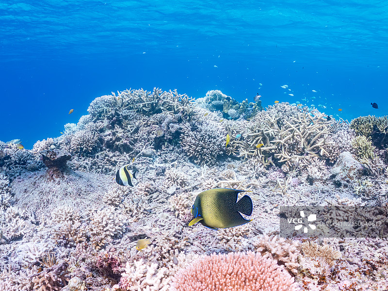 斑马神仙鱼 (Pomacanthus semicirculatus),摩尔鱼 (Zanclus cornutus) 等。冲绳县与那城岛,一群热带鱼。美丽的珊瑚礁和游泳的人们。座间味岛图片素材