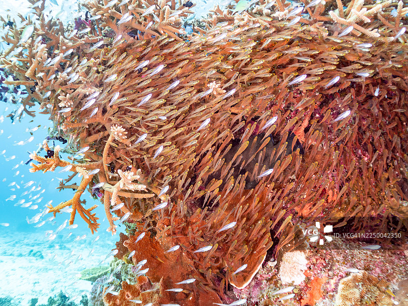 红口石斑鱼，Aethaloperca rogaa。捕食者。发光金线鱼，纤细金线鱼，Rhabdamia gracilis，矮猪仔鱼，Parapriacanthus ransonneti，阿穆罗岛，冲绳，一群热带鱼。美丽的珊瑚礁和人们图片素材