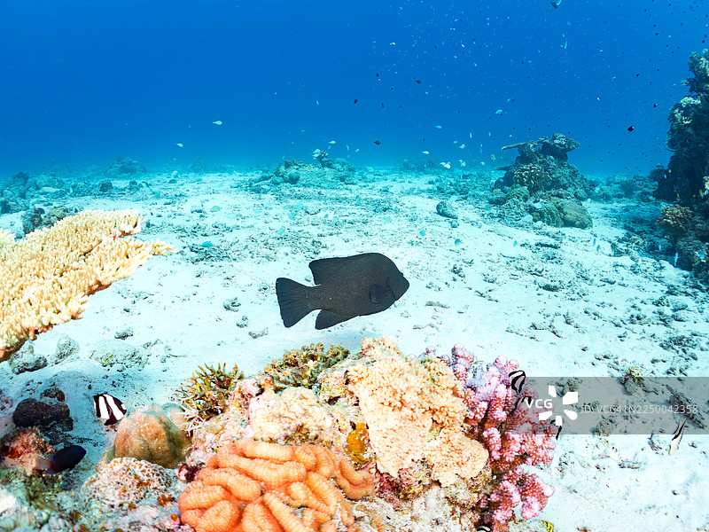 红唇石斑鱼（Aethaloperca rogaa），掠食者。发光天竺鲷、纤细天竺鲷（Rhabdamia gracilis）、小扫帚鲷（Parapriacanthus ransonneti），冲绳县安室岛，一群热带鱼。美丽的珊瑚礁和人物图片素材