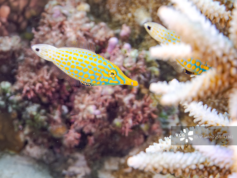 杂色鳞鼻鱼（Harlequin filefish），橙点鳞鼻鱼（Orange spotted filefish），长吻鳞鼻鱼（Oxymonacanthus longirostris）等。冲绳县恩纳村，一群热带鱼。美丽的珊瑚礁和游泳的人们。座间味岛，庆良间群岛，岛尻郡，日本-2025图片素材