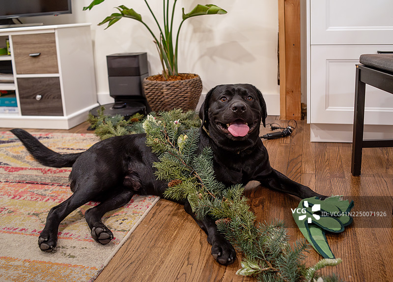 拉布拉多犬在家地板上玩耍节日装饰品。宠物在圣诞节准备期间制造节日混乱。图片素材