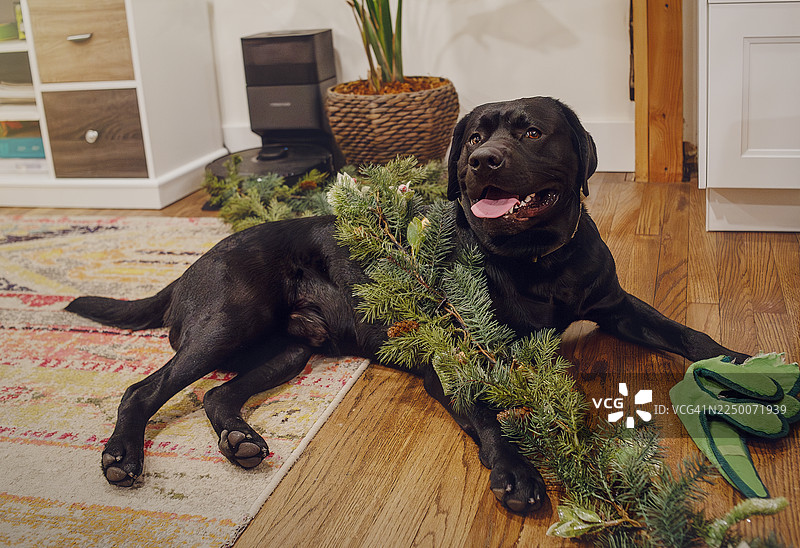黑色的拉布拉多犬在家里休息，它曾帮助主人装饰圣诞节。快乐的狗狗躺在地板上，旁边放着圣诞花环。图片素材