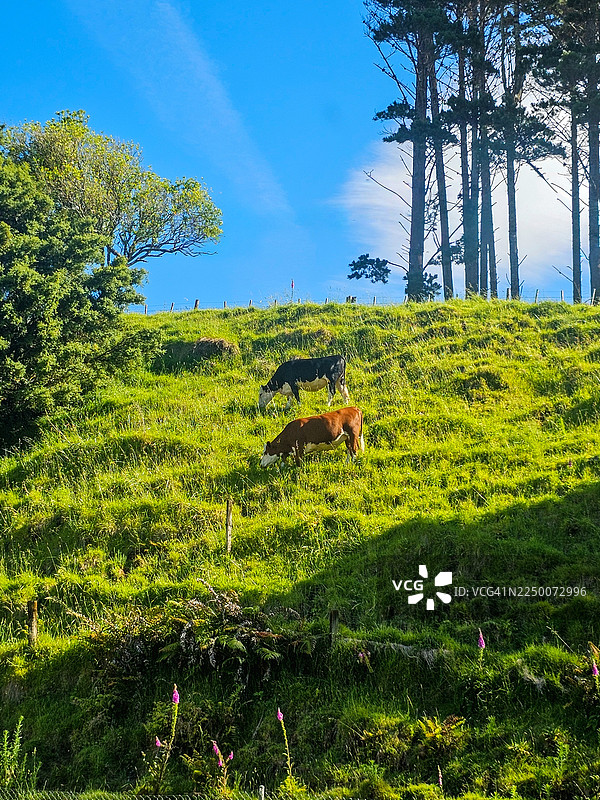 山坡上的牛图片素材