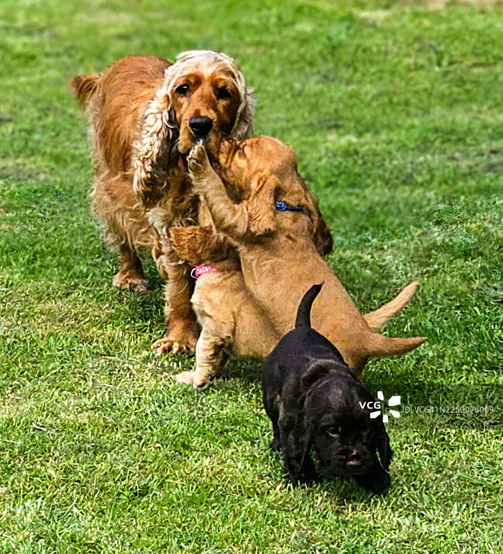 可卡犬妈妈和她的幼崽图片素材