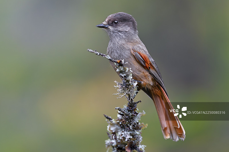 瑞典富鲁菲亚莱特国家公园的北方林鸦（Perisoreus infaustus）图片素材