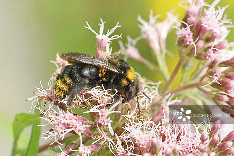 石蜂(Bombus lapidarius)停留在菊科的普通雾草(Asteraceae)上,近景,受螨虫侵扰,地点:德国北莱茵-威斯特法伦州威尔恩斯多夫。图片素材