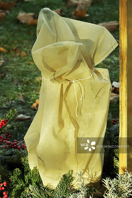 德国花园中耐寒的植物图片素材