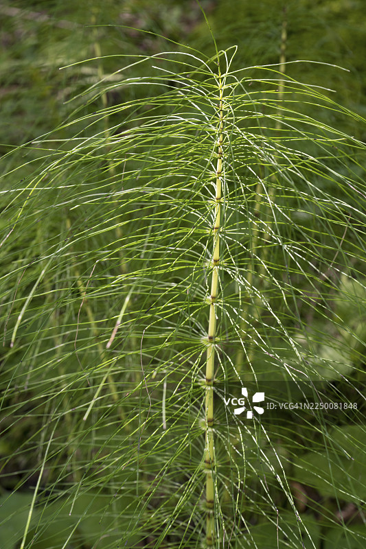 蕨类植物，特写，湿地，曼加尔山，罗塔赫-埃格恩，上巴伐利亚，巴伐利亚，德国图片素材