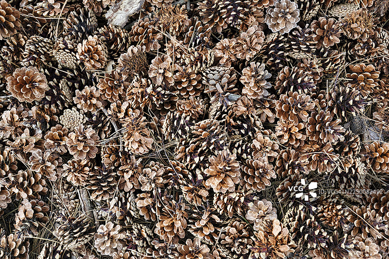 无数干松果（松属），苏格兰松（欧洲赤松），森林地面，俯视，博恩霍尔姆，丹麦图片素材