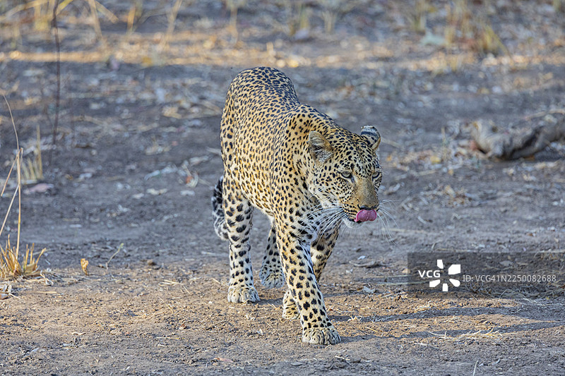 赞比亚雌性豹（豹属）图片素材
