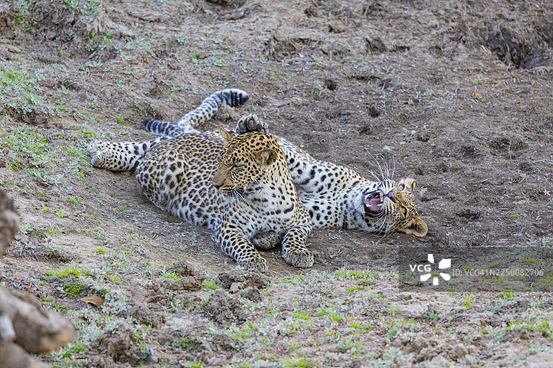 豹（花豹）12个月大的两只幼崽在赞比亚玩耍图片素材