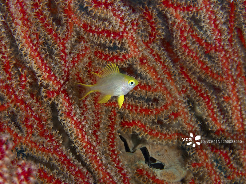 一只小小的金点海雀(Amblyglyphidodon aureus)幼鱼,背景是茂密的红色珊瑚网。地点:印尼巴厘岛Penyapangan的Sweet Reef潜水点。图片素材