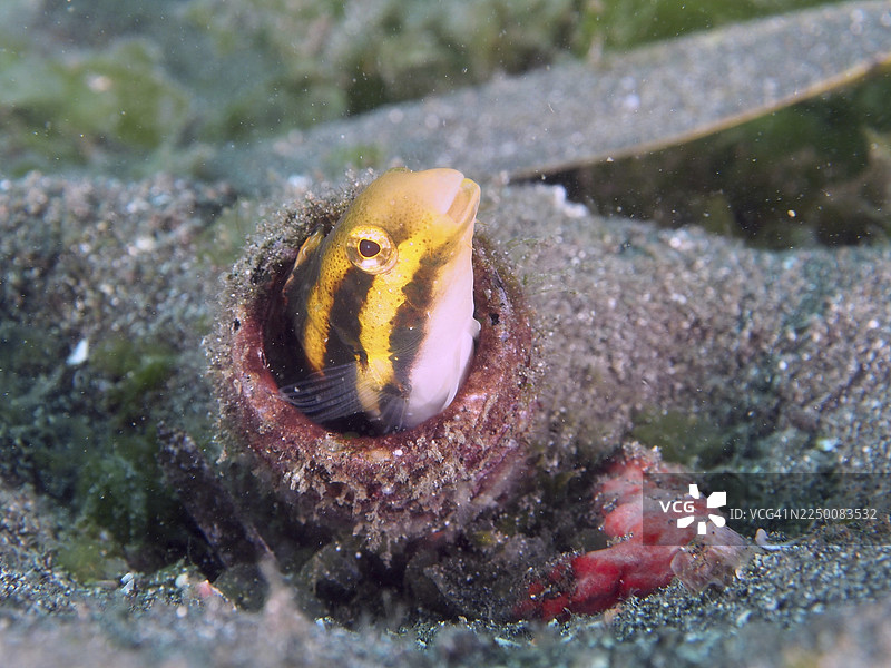 一条条纹拟态鲂鲂鱼(Petroscirtes breviceps)从沙中的空瓶子里探出头来,周围生长着海洋生物。印度尼西亚巴厘岛吉利马努克秘密湾潜水点。图片素材