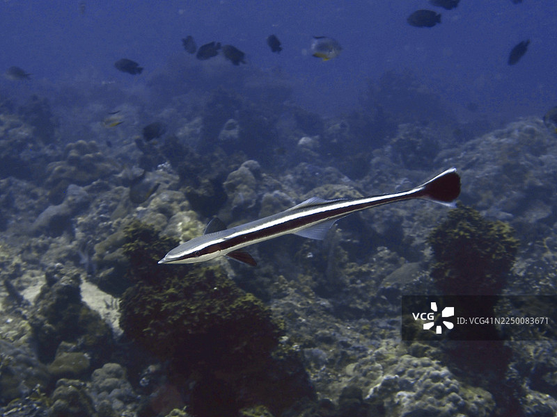 一条带纹的军曹鱼（Echeneis naucrates）在蓝色的热带海洋中游过珊瑚。地点：印尼巴厘岛Penyapangan的Twin Reef潜水点。图片素材