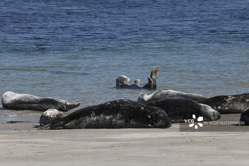 德国石勒苏益格-荷尔斯泰因州黑尔戈兰岛的浴场沙丘上的海豹和灰海豹图片素材