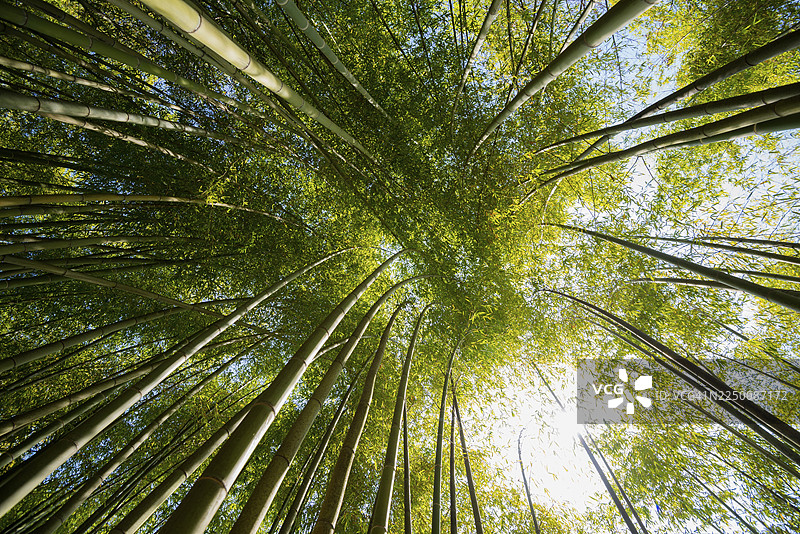 竹子，植物园，春天，卡洛塔别墅，特雷梅佐，科莫省，科莫湖，科莫湖，伦巴第，意大利图片素材