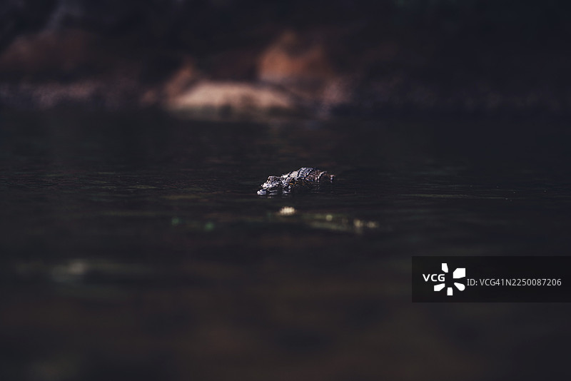 澳大利亚温贾纳峡谷国家公园内陆的特殊光影氛围，有鳄鱼出没图片素材