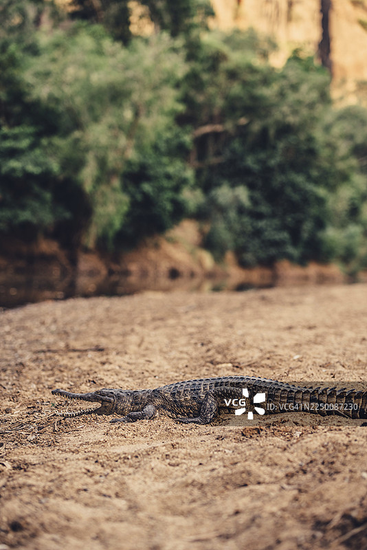 澳大利亚温贾纳峡谷国家公园内陆地区，充满特殊光影氛围的鳄鱼图片素材