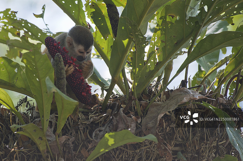 中美洲松鼠猴（Saimiri oerstedii），曼努埃尔安东尼奥国家公园，哥斯达黎加图片素材