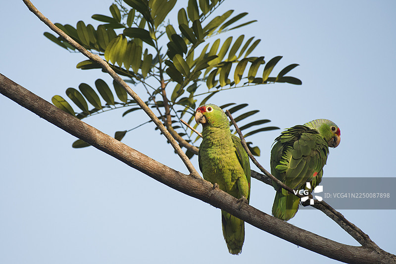 红额亚马逊鹦鹉（Amazona autumnalis），哥斯达黎加图片素材