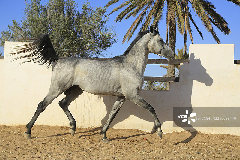 阿拉伯马，纯种阿拉伯马，杰尔巴，突尼斯图片素材