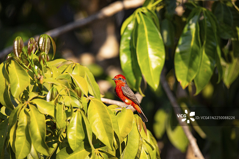 红鸲鹟 (Pyrocephalus rubinus) 巴西潘塔纳尔湿地图片素材
