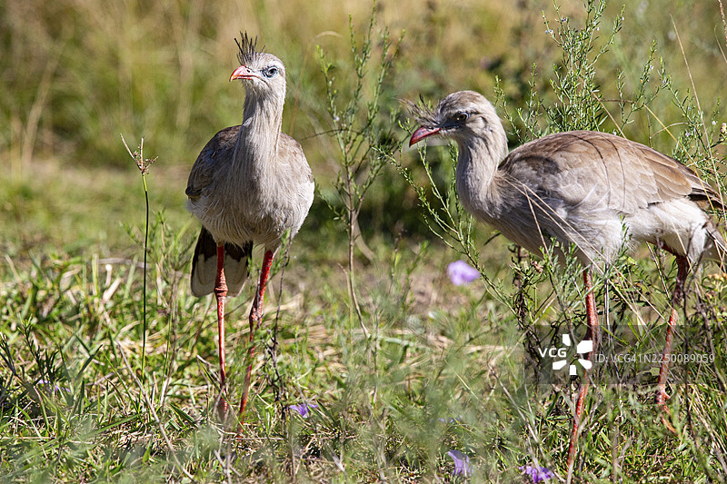 红脚蛇鹫（Cariama cristata） 巴西潘塔纳尔图片素材