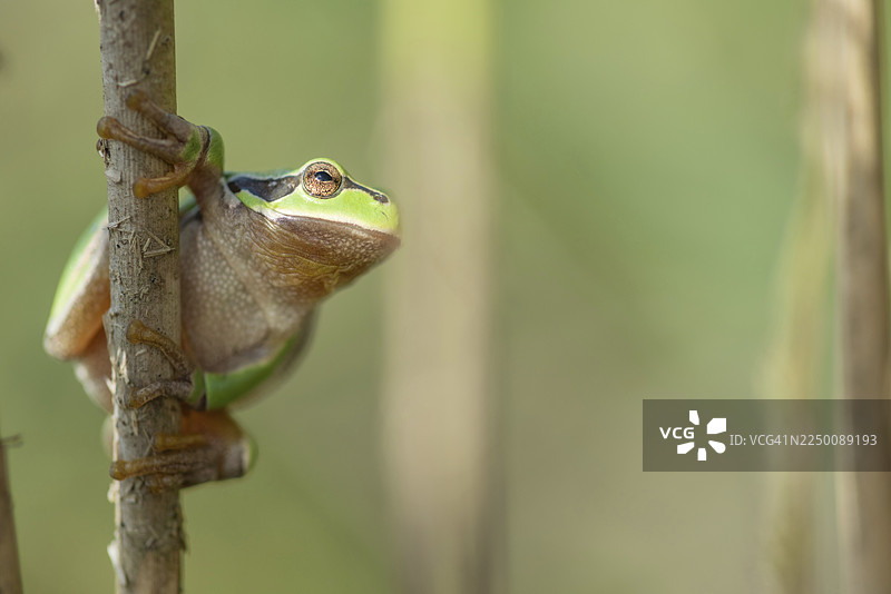 普通树蛙（Hyla arborea）栖息在森林边缘的植被中。法国，大东部大区，阿尔萨斯，下莱茵图片素材