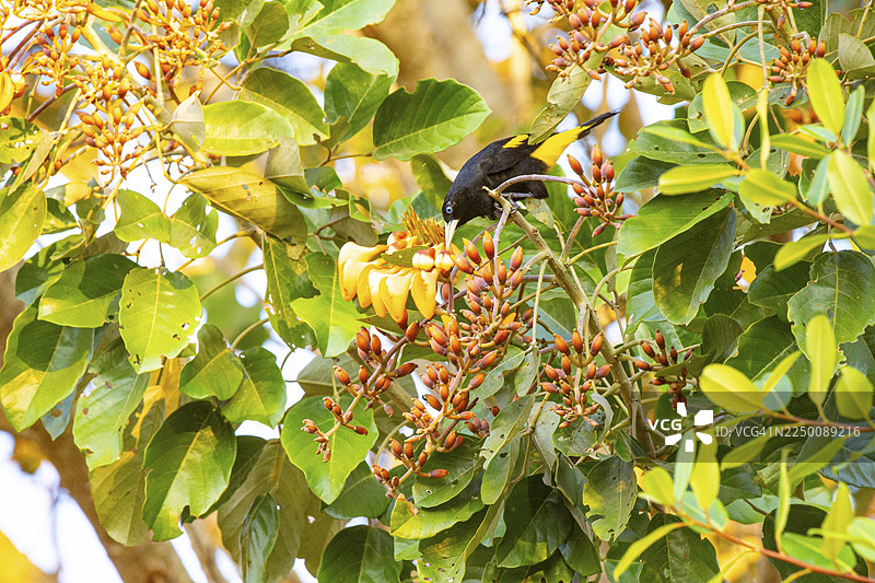 黄臀簇舌雀（Cacicus cela） 巴西潘塔纳尔湿地图片素材