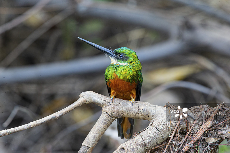 红尾假蜂鸟 (Galbula ruficauda) 巴西潘塔纳尔湿地图片素材