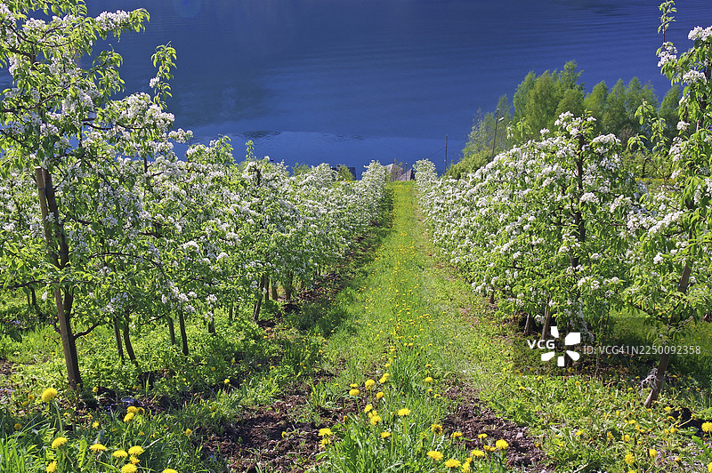 白色花朵在枝头绽放，背景虚化，春季，果园，哈当厄尔峡湾，韦斯特兰郡，挪威图片素材