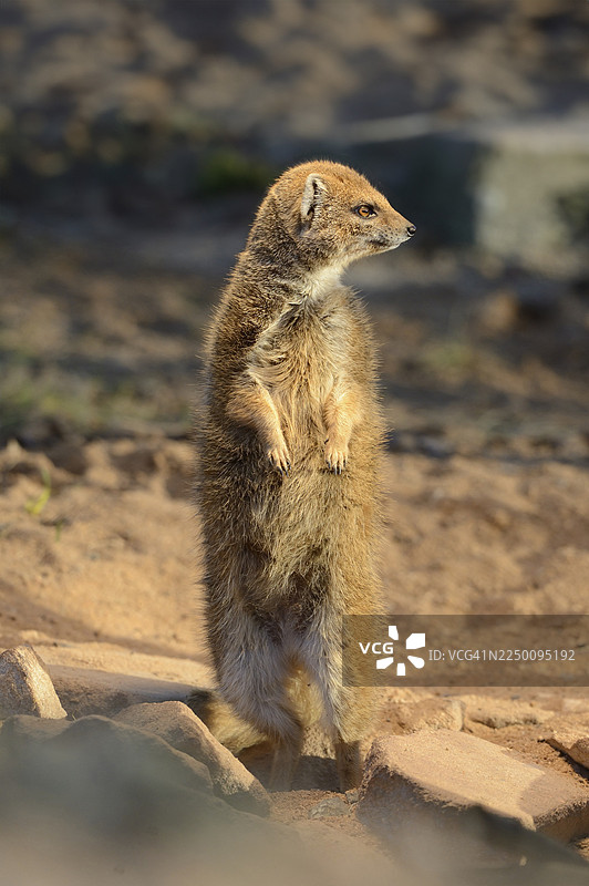 黄獴或红猫鼬 (Cynictis penicillata) 雄性图片素材