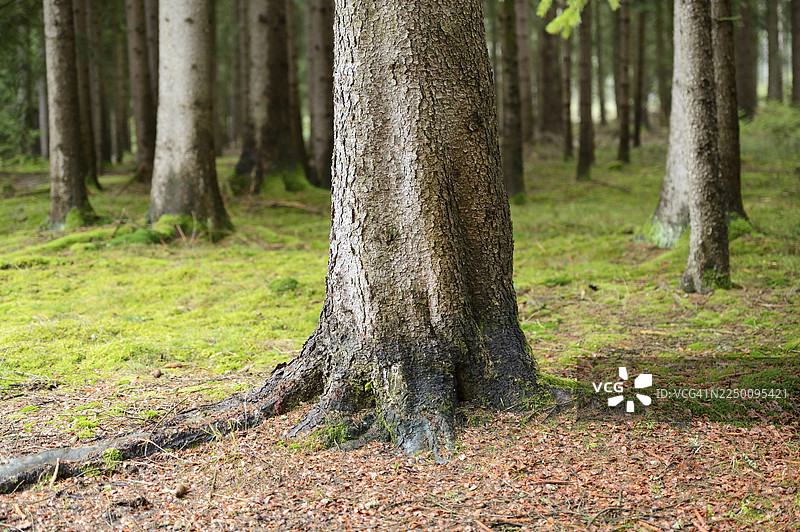 德国森林中挪威云杉（Picea abies）的树干景观图片素材