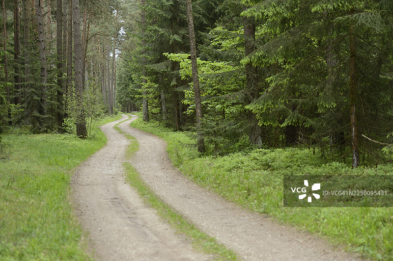 春季穿过森林的步道风景，上普法尔茨图片素材