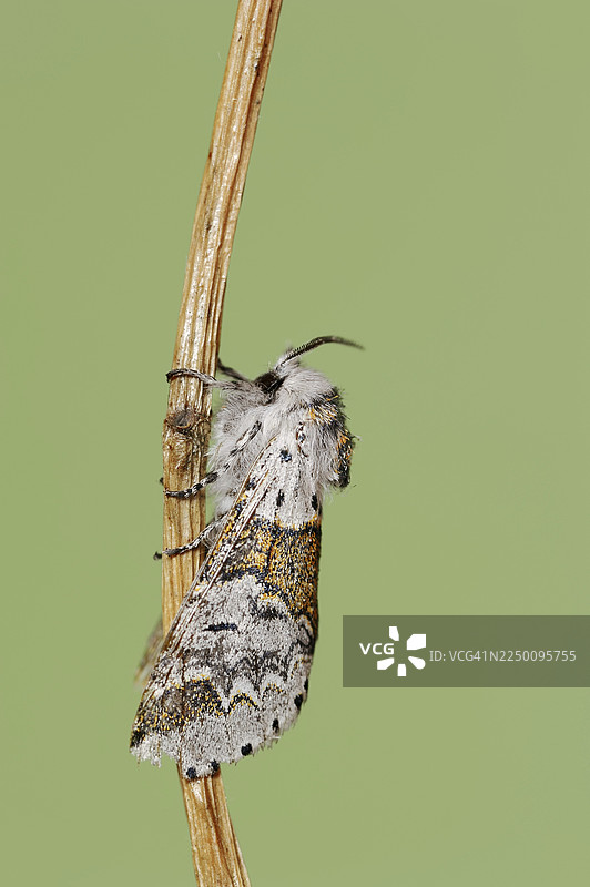 柳叶翅蛾（Furcula furcula），德国北莱茵-威斯特法伦州图片素材