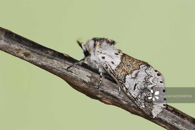 白蜡枝锯翅蛾 (Furcula furcula)，德国北莱茵-威斯特法伦州图片素材