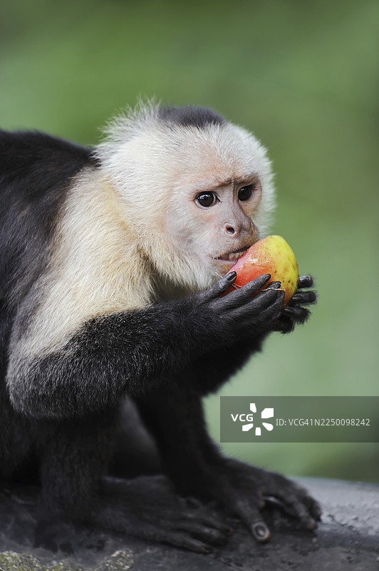 白肩卷尾猴或白头卷尾猴 (Cebus capucinus)，正在进食，圈养，分布于南美洲图片素材
