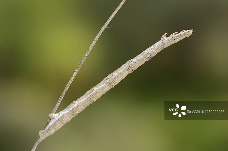 普通石蛾（Ematurga atomaria），毛虫，普罗旺斯，法国南部图片素材