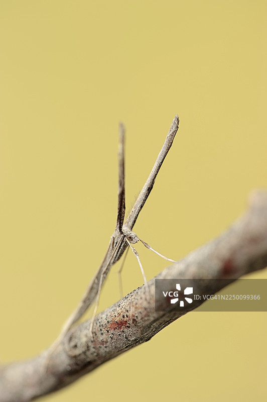 羽蛾 (Agdistis spec.)，法国南部普罗旺斯卡马格图片素材