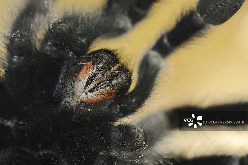 常见的捕鸟蛛（Avicularia avicularia），雌性，人工饲养，分布于中南美洲图片素材