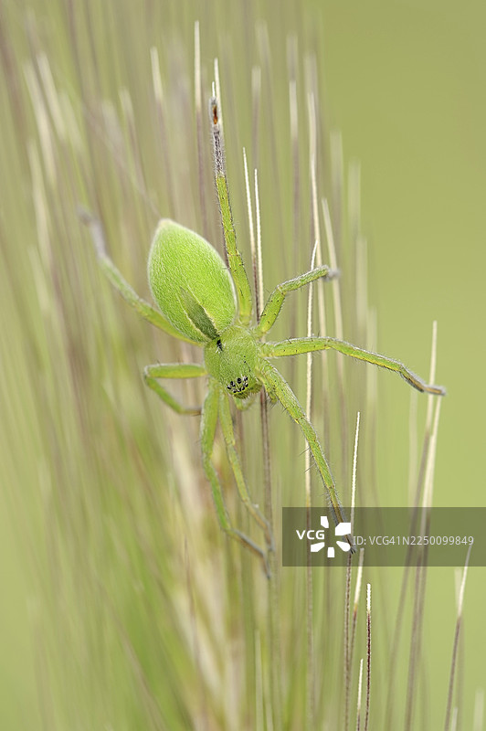 绿色的拟态狼蛛（Micrommata virescens），雌性，法国南部普罗旺斯图片素材