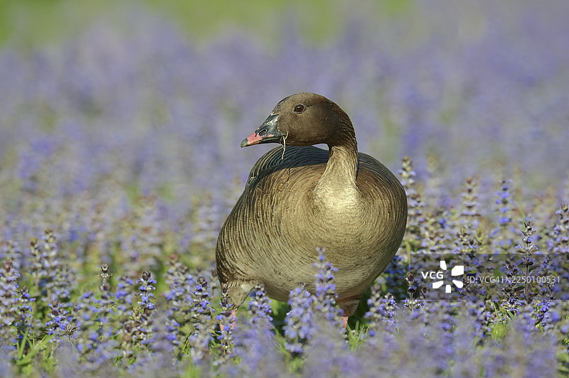 粉足雁(Anser brachyrhynchus),圈养,分布于格陵兰、冰岛和斯瓦尔巴群岛图片素材