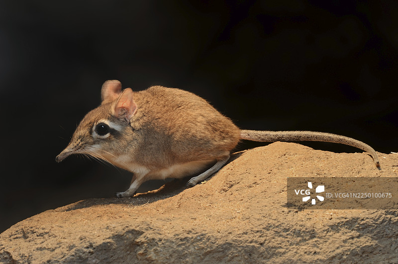 红褐色象鼩（学名：Elephantulus rufescens），圈养，分布于东非图片素材